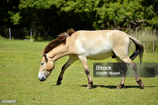 Przewalski Horse Walking Stock Photo - Download Image Now - Przewalski, Animal, Animal Body Part