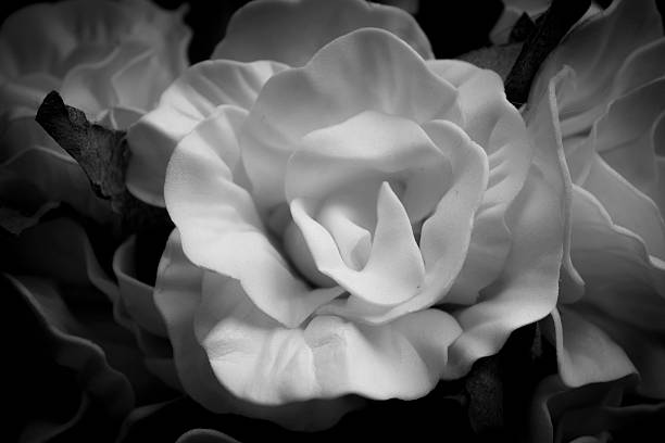 istock Yellow rose in black and white 522280825