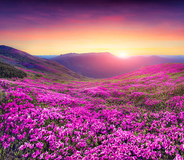 istock Magic pink rhododendron flowers in the mountains. 522281855