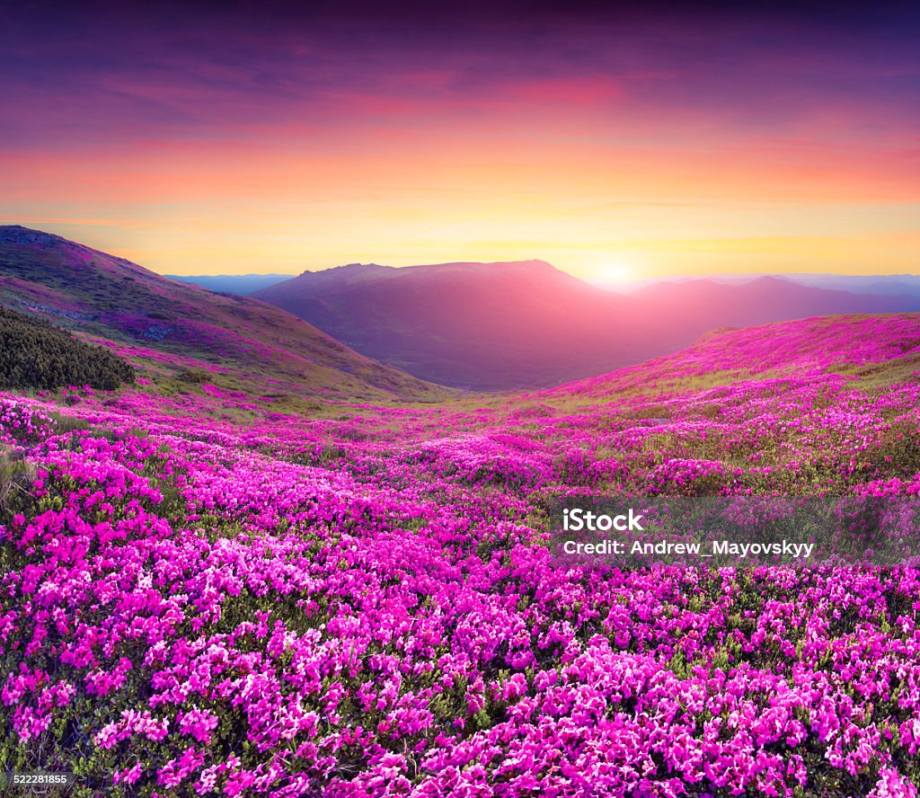 Magic pink rhododendron flowers in the mountains. Magic pink rhododendron flowers in the mountains. Summer sunrise Flower Stock Photo