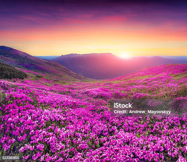 Magic Pink Rhododendron Flowers In The Mountains Stock Photo - Download Image Now - Flower, Sunrise - Dawn, Landscape - Scenery