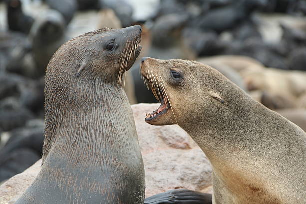 istock Fighting Brown Fur Seals at Cape Cross, Skeleton Coast, Namibia 522294339