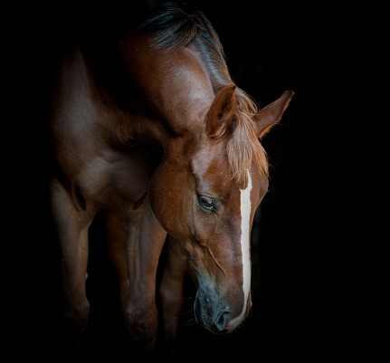 Horse grazing side view portrait.