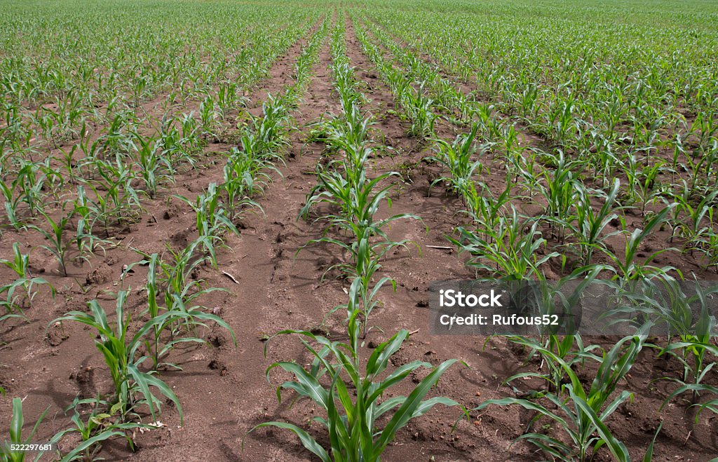 Campo de plantas de milho jovem - Foto de stock de Agricultura royalty-free