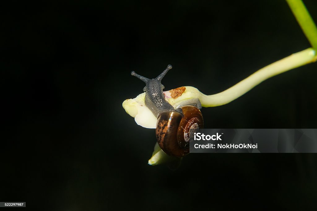 snail snail crawling on green stem of plant Animal Stock Photo