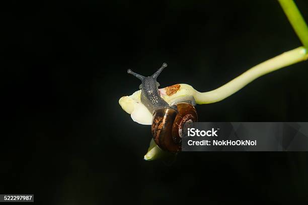 Snail Stock Photo - Download Image Now - Animal, Animal Antenna, Animal Shell