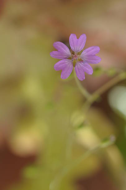 istock small flowered cranesbill blossom at center 522298755