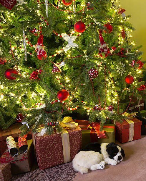 istock Sleepy dog with christmas 522298939