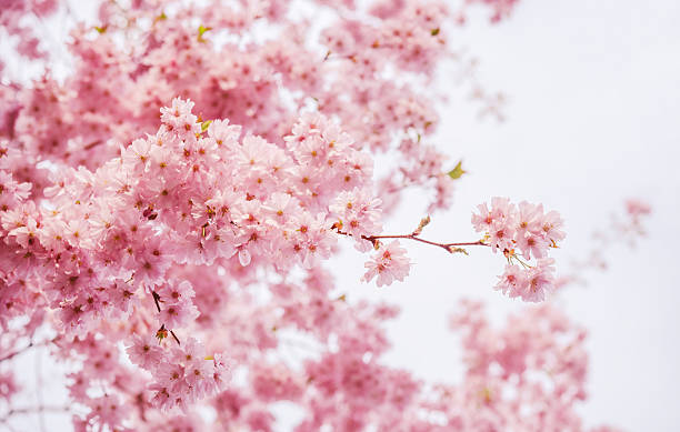 istock blooming pink cherry flowers branch in spring 522302670