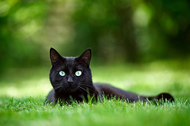 Black Cat in Garden Black cat lying in grass and looking directly at the camera. ian stock pictures, royalty-free photos & images