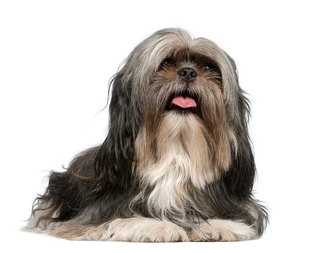 istock Shih Tzu, 5 years old, lying 522303282