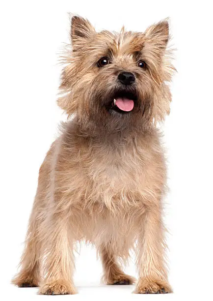 Cairn Terrier, 4 years old, standing in front of white background