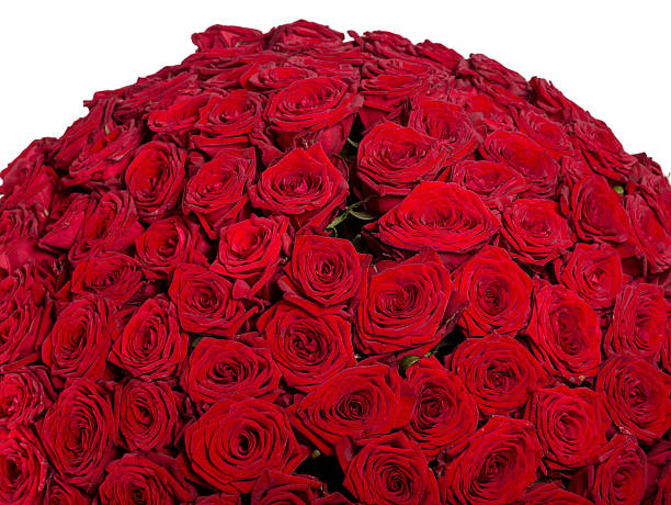 istock Red roses background  natural texture of love 522304878