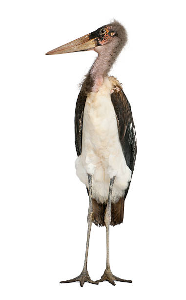 istock Marabou Stork, Leptoptilos crumeniferus, 1 year old, standing 522305098