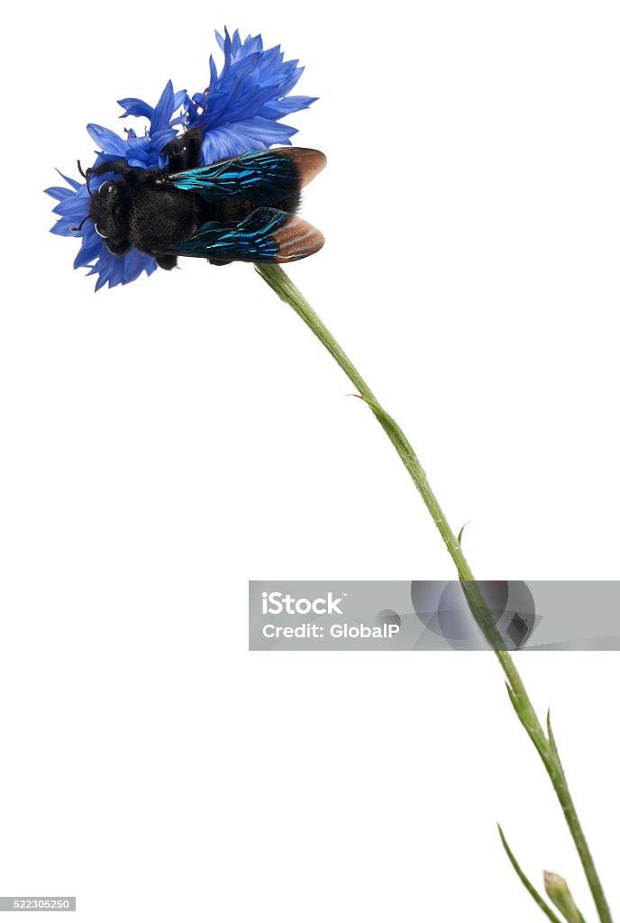 Abeille menuisière, Xylocopa violacea, sur Fleur bleu - Photo de Abeille libre de droits