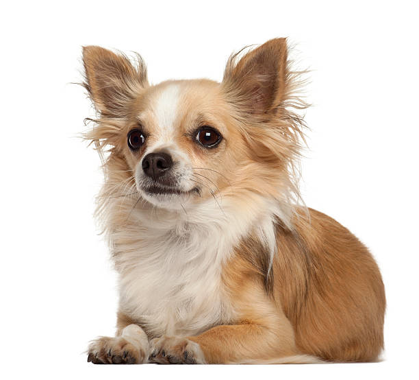istock Chihuahua, 5 years old, lying against white background 522305540