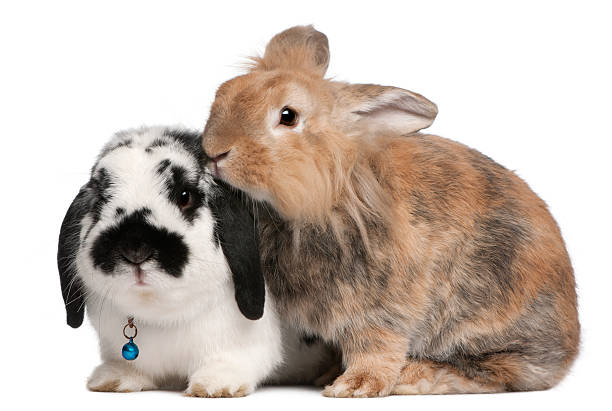 istock Lapponian Herder rabbits, 3 years old, 522305798