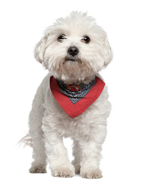 istock Maltese dog in handkerchief, 3 years old, standing 522305938