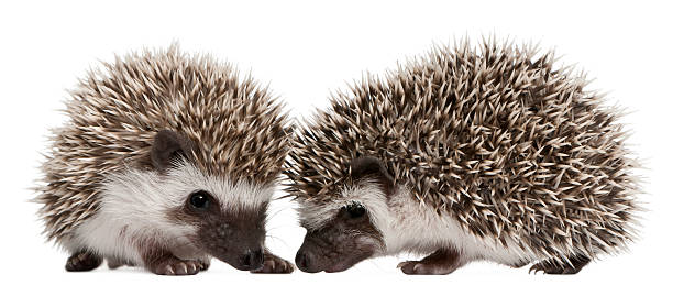 istock Four-toed Hedgehogs, Atelerix albiventris, 3 weeks old, 522306314