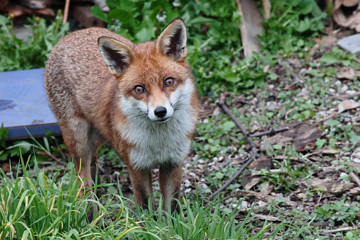 Urban red foxes (Vulpes vulpes) can be brown and scraggy-looking. This one, a relative youngster, is standing in a garden in Greater London, England, and it has the reddish fur characteristics of the wild variety. He registers just a little unease on noticing the photographer.