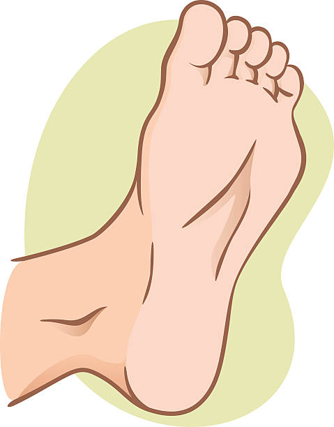 body part illustration, plant or sole of the foot, caucasian body part illustration, plant or sole of the foot, caucasian. Ideal for catalogs, informational and institutional material tinea stock illustrations
