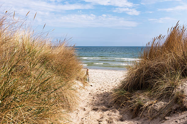 istock Dune at the Baltic Sea, Ruegen, Germany 522307004