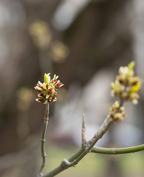 istock Spring branches with leaves just blossoming  on nature background. 522307184
