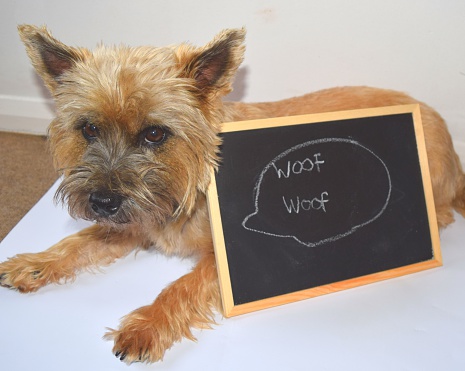 dog with woof woof blackboard sign