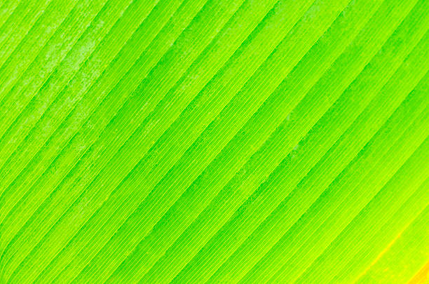 istock Sun over green  leaves, background and texture 522308286
