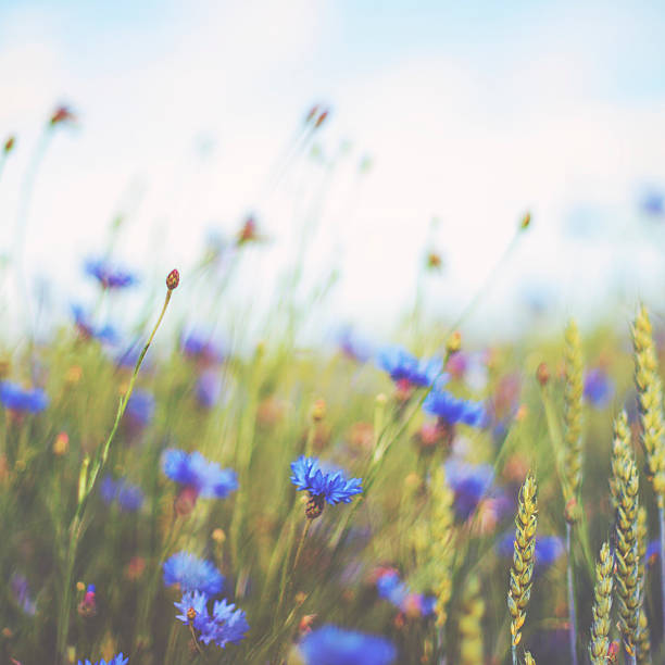 istock Cornflower [Centaurea cyanus] in summer on the meadow 522309910