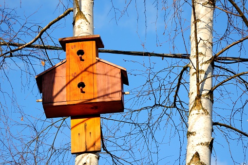 nesting box on a birch against the background of the blue sky