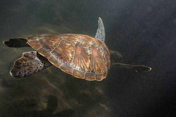 istock Turtle swimming Zanzibar 522310826