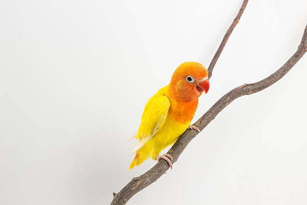 istock Little Yellow Lovebird Chick 522311150