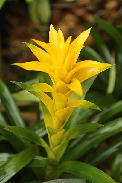 Scarlet Star / Guzmania Lingulata