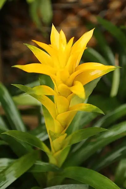 Photo of Scarlet Star / Guzmania Lingulata