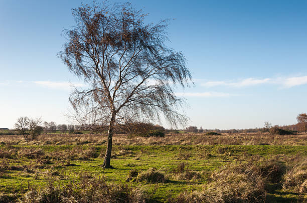 istock Bare tree in a vast autumnal landscape 522311511