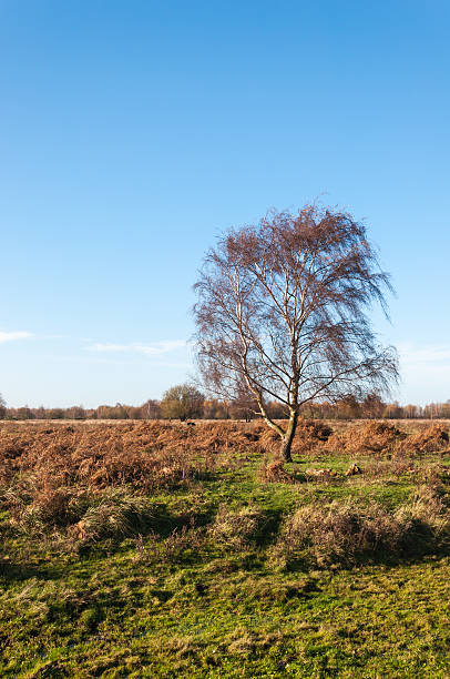 istock Bare tree in a vast autumnal landscape 522311517