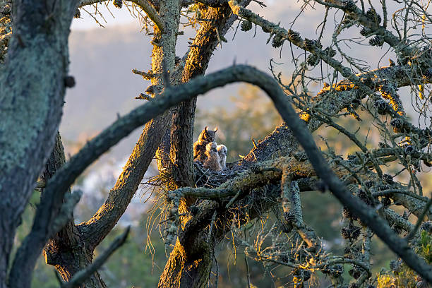istock Owl and her Babys at Golden Gate Park, San Francisco 522311904