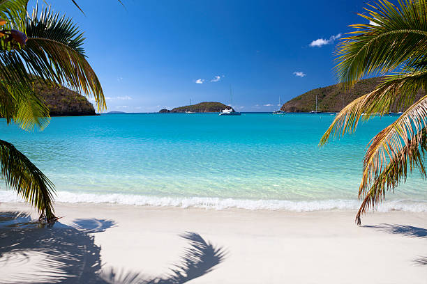 palm trees on a beach at Maho Bay, St.John, USVI palm trees on a beach at Maho Bay, St.John, US Virgin Islands st john's plant stock pictures, royalty-free photos & images
