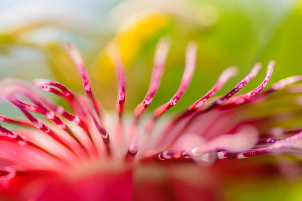 Passion flower Marco of Passionflower olacaceae stock pictures, royalty-free photos & images