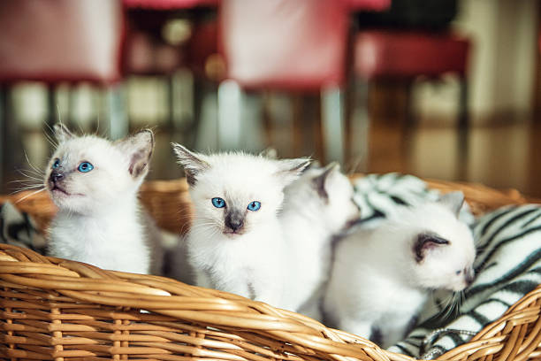 Siamese White Kittens Laying in the Basket. Bright blue eyes of a Siamese kitten with sibblings in a basket.
