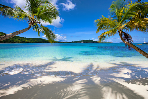 two palm trees at a white sand beach at Oppenheimer Beach / Gibney Beach, St. John, US Virgin Islands