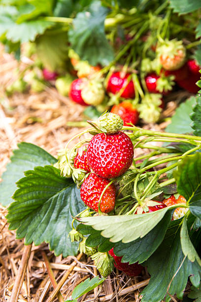 erdbeeren selber pflücken - drausen imagens e fotografias de stock