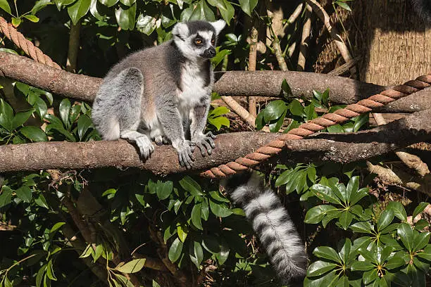 Photo of lemur sitting on tree branch