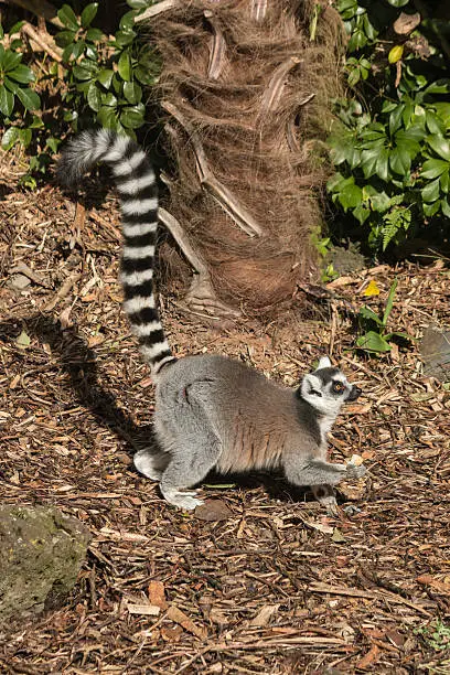 Photo of lemur searching for food