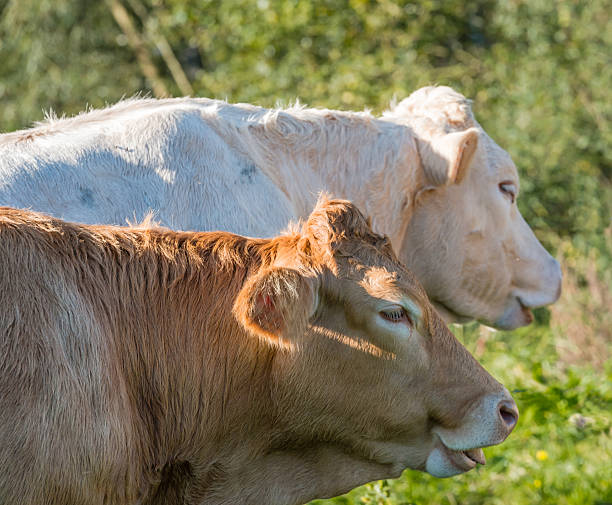 istock Portrait of two cows 522314497