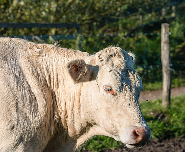istock Portrait of a beige cow 522314499