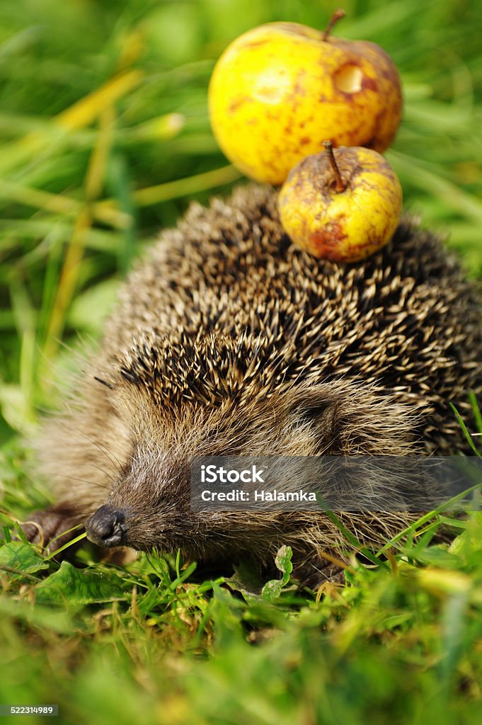 Hedgehog with apple 2 Hedgehog with apple animals themes Hedgehog Stock Photo