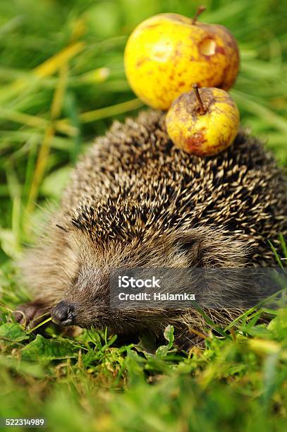 Hedgehog With Apple 2 Stock Photo - Download Image Now - Hedgehog, Amber, Animal