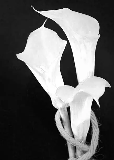 three calla lilies white on a black background